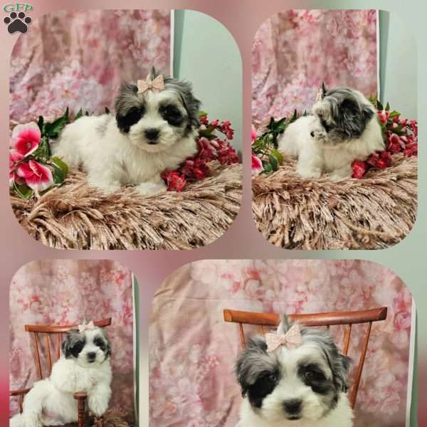 Rosy, Maltipoo Puppy